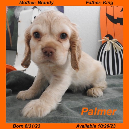 puppy, for, sale, Cocker Spaniel, Joe & Cherri  Overlease, dog, breeder, Miller, MO, dog-breeder, puppy-for-sale, forsale, nearby, find, puppyfind, locator, puppylocator, aca